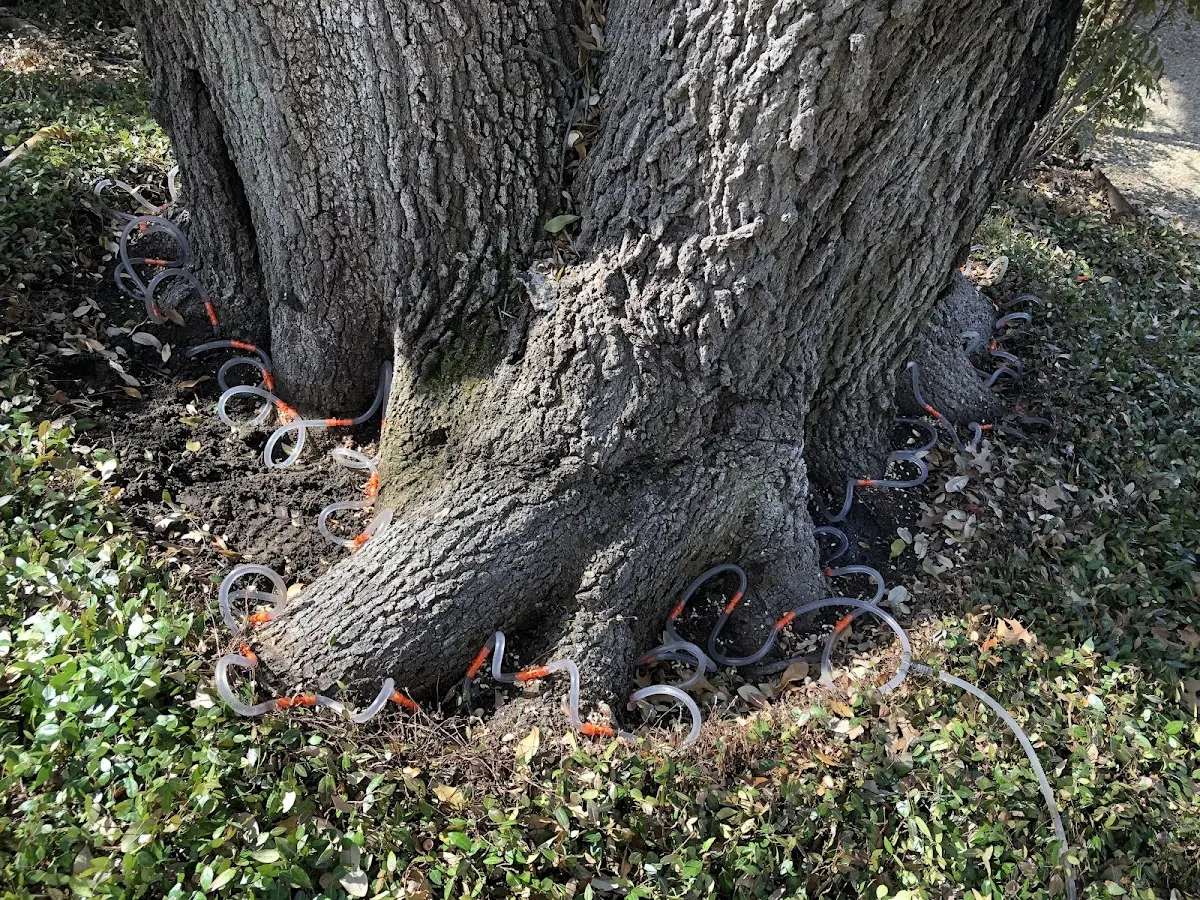 Detailed Tree Cabling and Bracing job site in Swans Island
