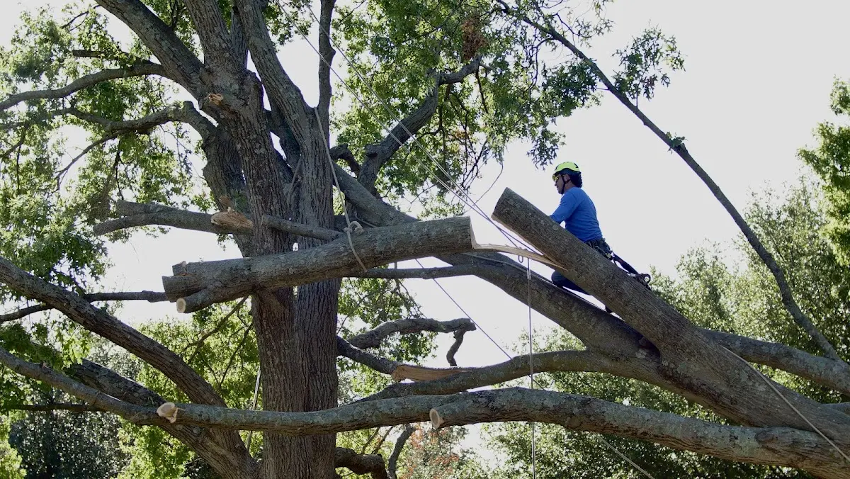 Professional Crown Thinning performed by certified arborists in Swans Island