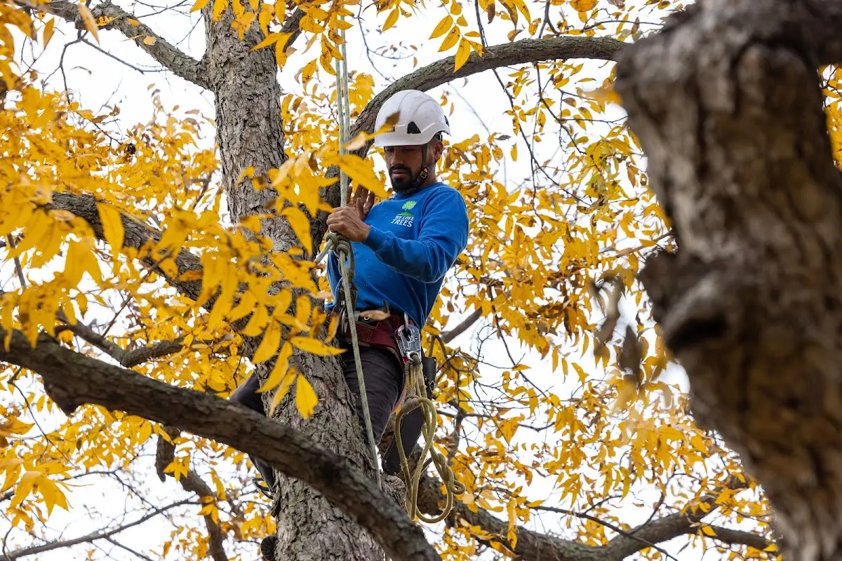 Skilled Tree Pruning crew working in Swans Island